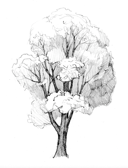 Tree drawing: How to draw a tree