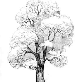 Tree drawing: How to draw a tree